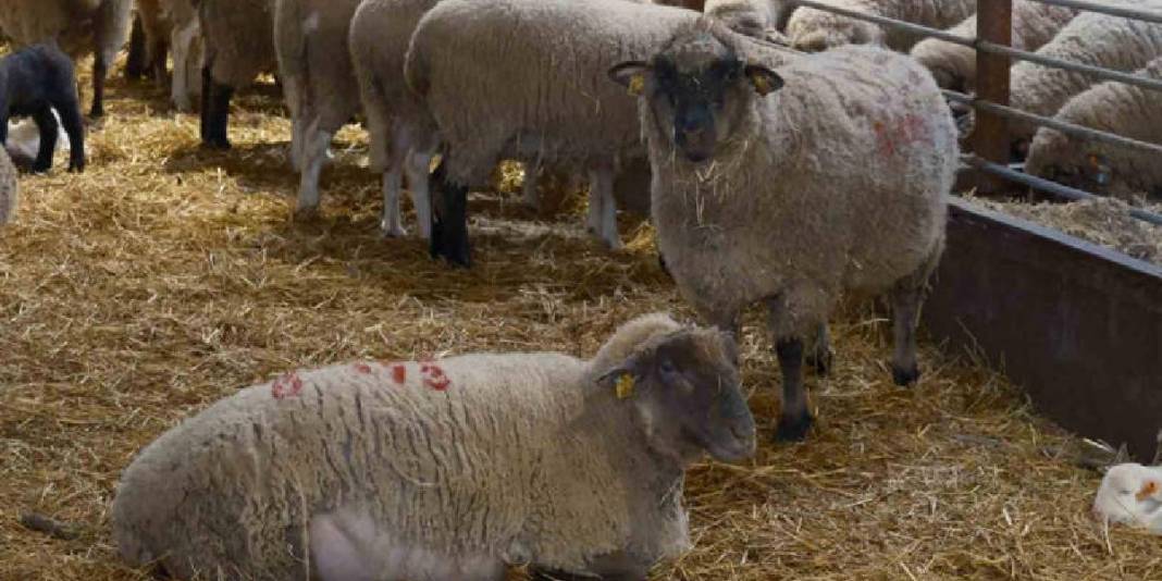 Merinos Koyunu’na yeni rakip! Üstelik eti de çok: Bandırma Koyunu’yla tanışın 4
